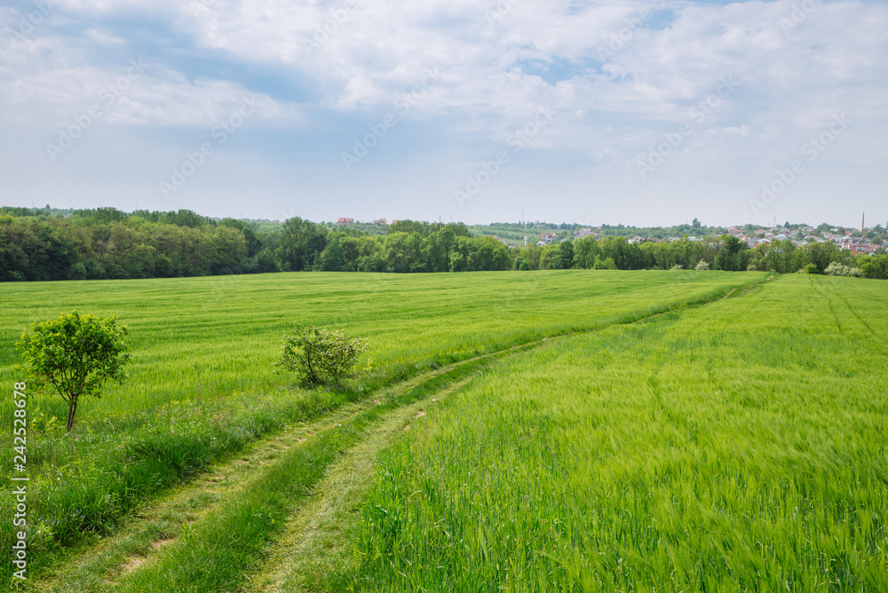 Obraz premium green barley filed with trail road in the center going to perspective