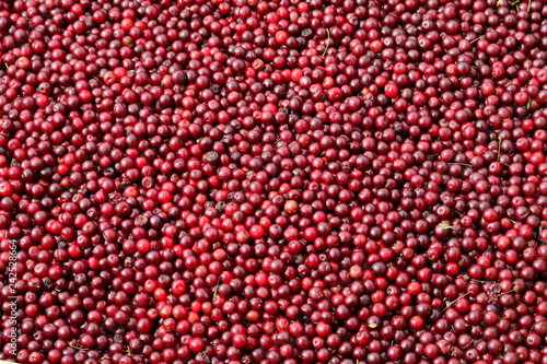 Red ripe cranberries