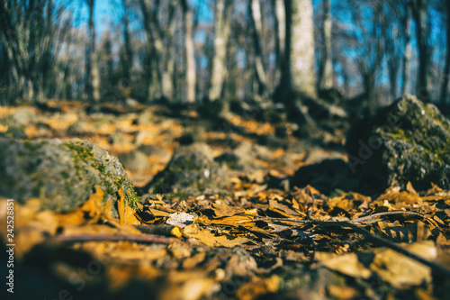 Autumn leaves on the ground