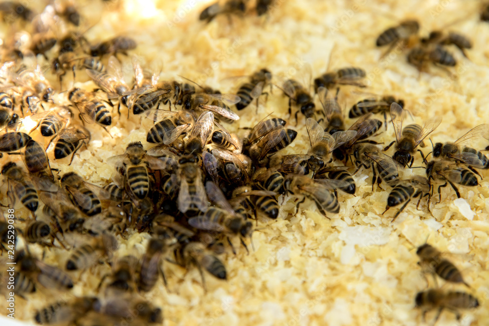 Bees on honeycomb Bees on honeycomb