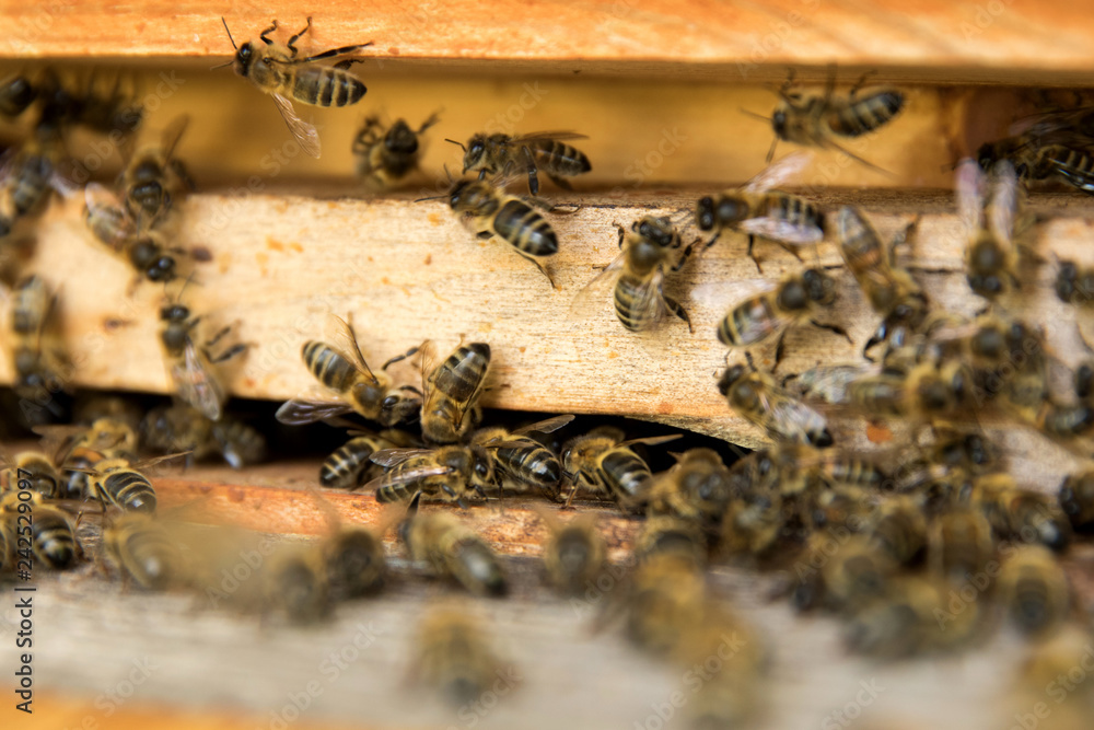 Honey bees on hive Honey bees on hive