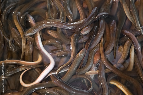 Bunch of eels in fish market in Shanghai, China