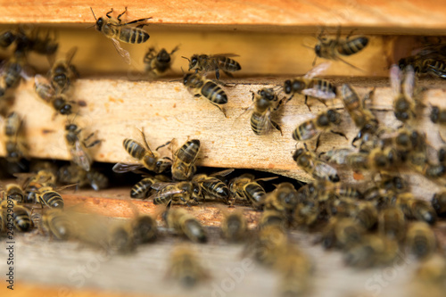 Honey bees on hive