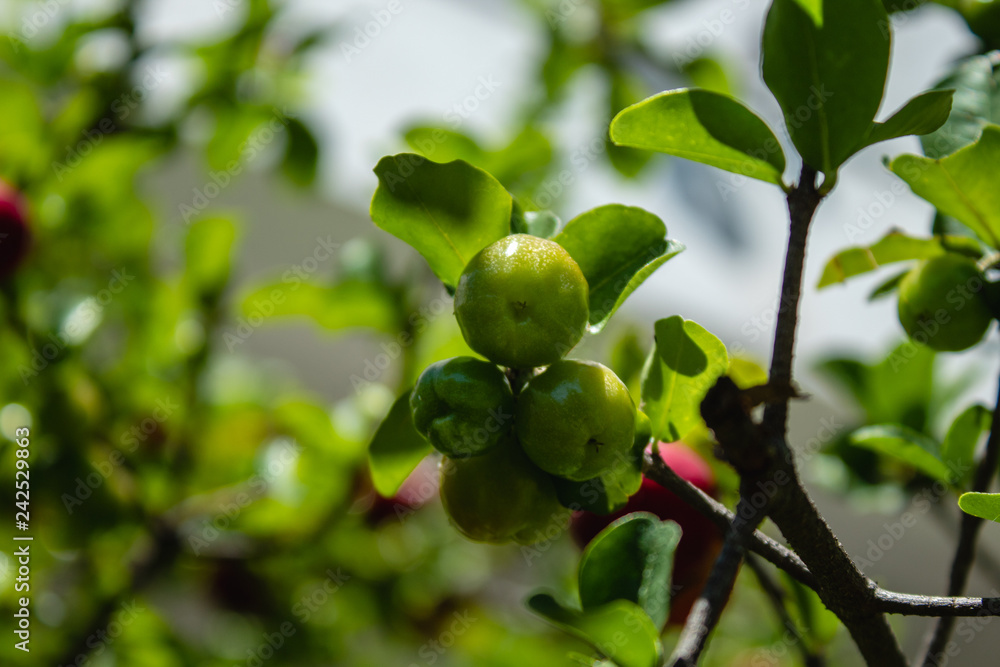 Acerola Close up /Acerola cherry - Acerola small cherry fruit on the tree. Acerola cherry is high vitamin C and antioxidant fruits. Selective focus Malpighia emarginata Close up - Immagine Acerola Close up /Acerola cherry - Acerola small cherry fruit on the tree. Acerola cherry is high vitamin C and antioxidant fruits. Selective focus Malpighia emarginata Close up - Immagine