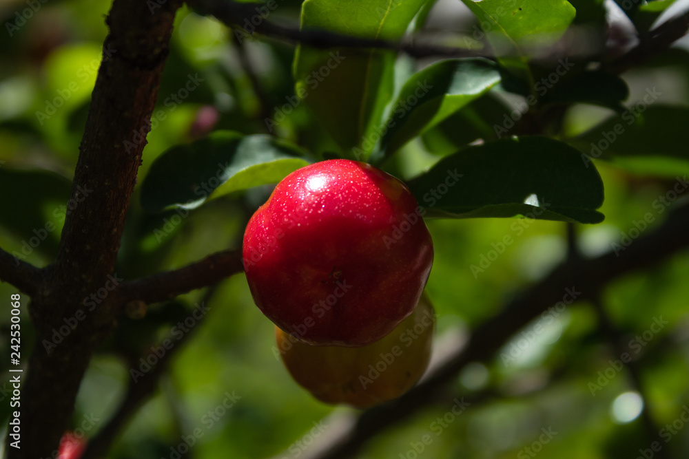Obraz premium Acerola Close up /Acerola cherry - Acerola small cherry fruit on the tree. Acerola cherry is high vitamin C and antioxidant fruits. Selective focus Malpighia emarginata Close up - Immagine