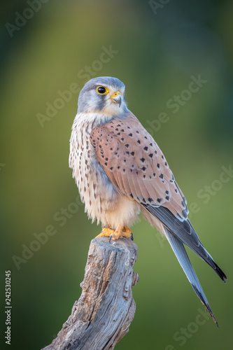 portrait of a common kestrel (Falco tinnunculus) perched on a trunk and green background