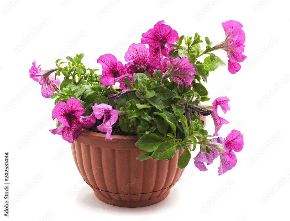 Purple petunia in the pot. Purple petunia in the pot.