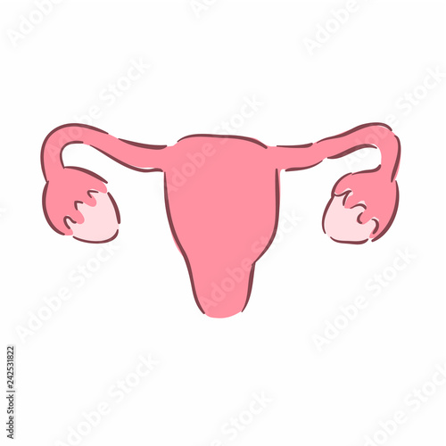 Illustration of a female reproductive system