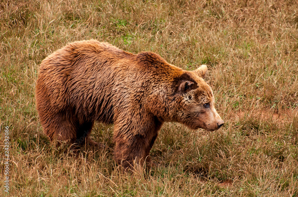 Oso pardo Cabárceno montaña verde y roja pelea se rasca y miras desde lo alto Oso pardo Cabárceno montaña verde y roja pelea se rasca y miras desde lo alto