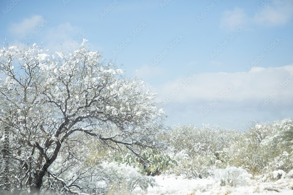 Photograph of the Arizona desert covered with snow Photograph of the Arizona desert covered with snow