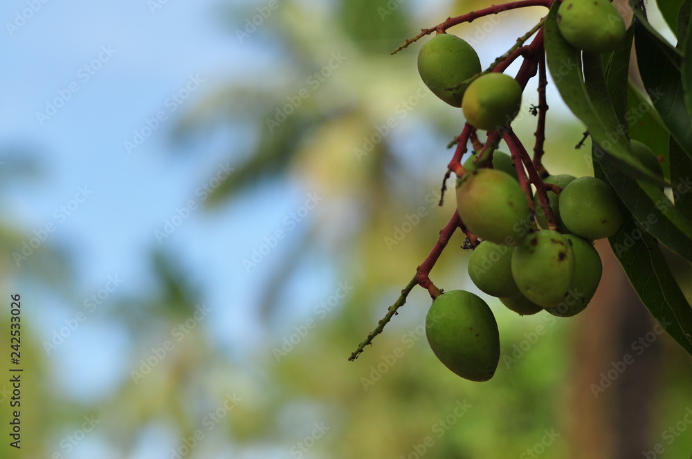 mangoes on tree mangoes on tree