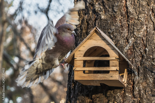 A red pigeon with rainbow neck and bright eyes flaps its wings on a yellow bird and squirrel feeder house from plywood in the park photo