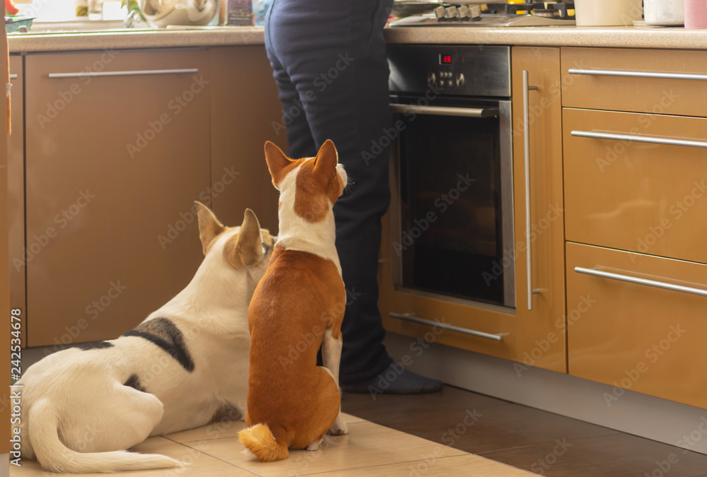 Basenji dog with its mixed breed white friend sitting near stove and patiently waiting till their master finish cooking canine food - obrazy, fototapety, plakaty 