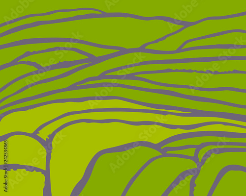Rice or tea plantation on cascades field