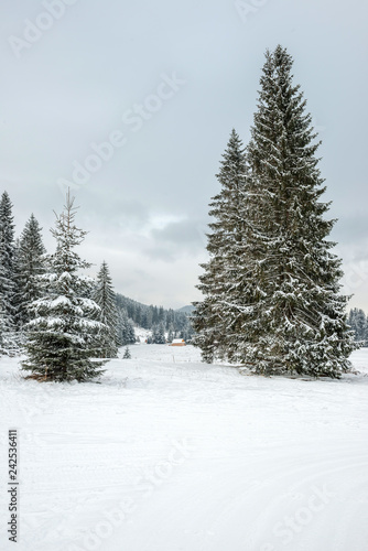 zima w lesie świerkowym © Kamil_k2p