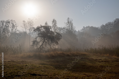 Forest in morning fog