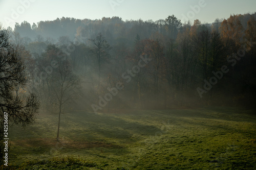Forest in morning fog