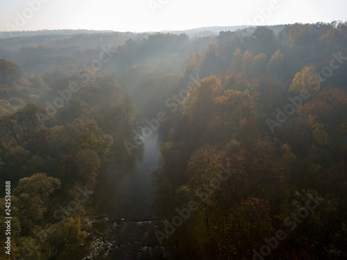 Forest in morning fog