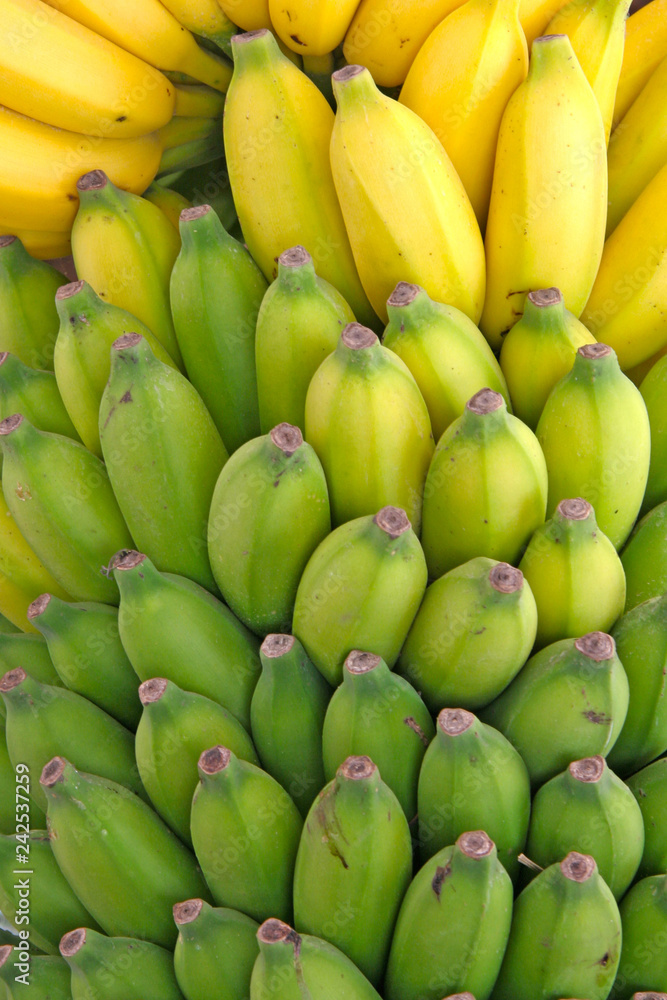Bunch of bananas growing on the tree, yellow to green.