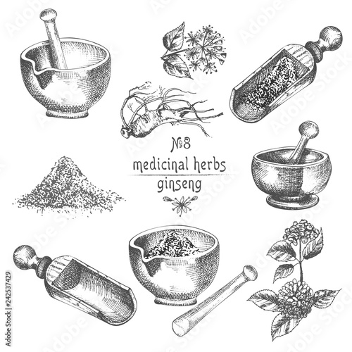 Realistic Botanical ink sketch of ginseng root, flowers, berries, bottle, mortar and pestle isolated on white background, floral herbs collection.