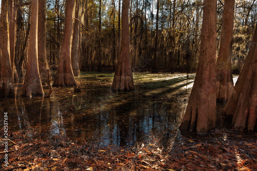 Cypress trees at Santee State Park, South Carolina photo