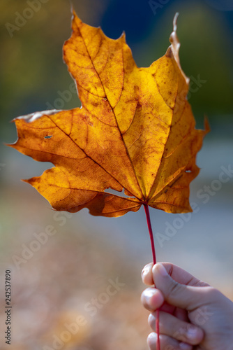 Hand Holds Dried Maple Leaf