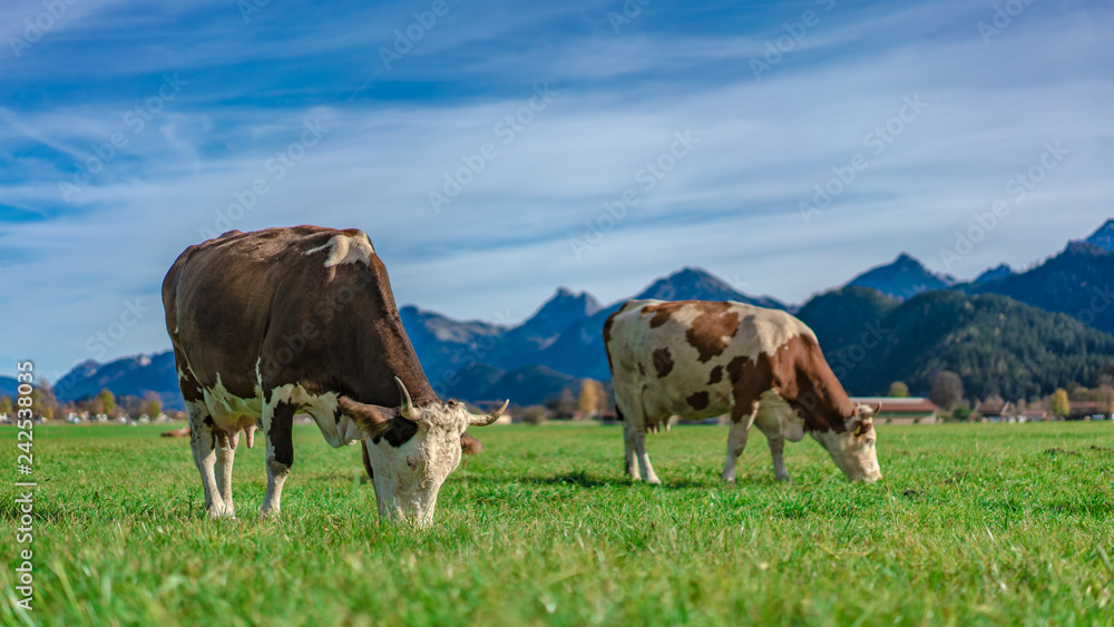 Healthy Cow On Pasture