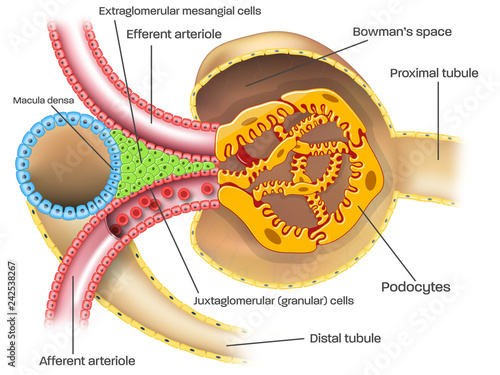 Juxtaglomerular apparatus of kidney nephron illustration with captions photo