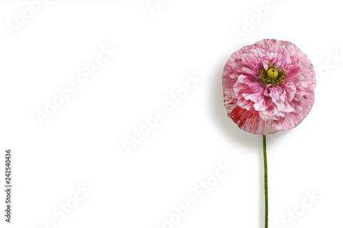 Fototapeta Naklejka Na Ścianę i Meble -  Poppy flower isolated on white background