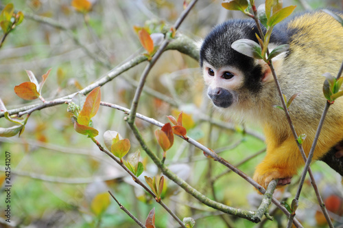 Squirrel monkey