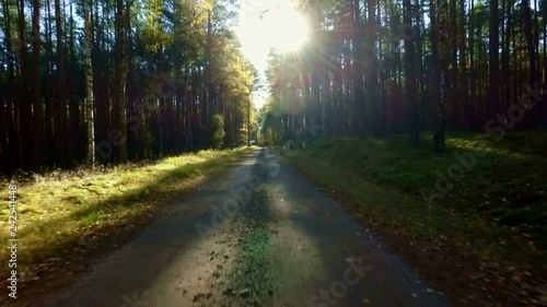 Poland, Tuchola forest, walk between the trees, drone shot 