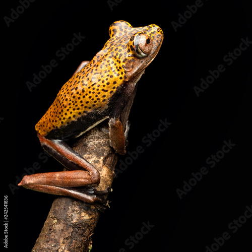 tree frog Hypsiboas geographica, a tropical rain forest animal from the Amazon rain forest