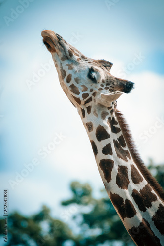 Photography giraffe looking up