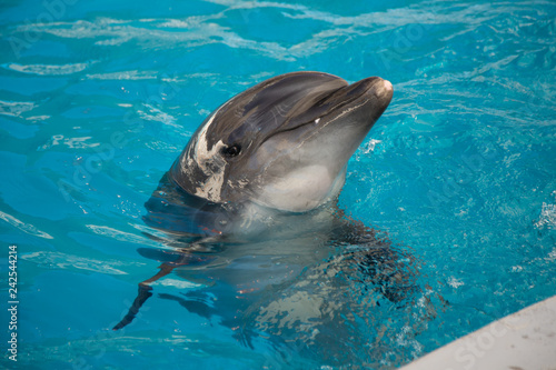 Portrait of dolphin in the pool during sunny day