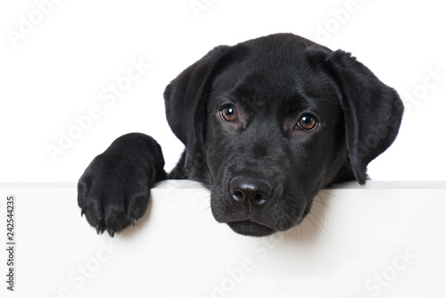 Photo Labrador retriever puppy looking over a wall