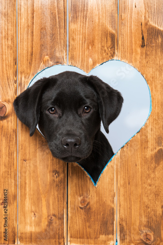 Fototapeta Naklejka Na Ścianę i Meble -  Labrador retriever puppy looks out of a hole in the fence