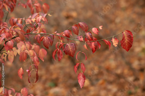 European Spindle (Euonymus europaea) leaves on beautiful background.
