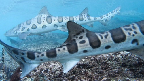 Photography Leopard sharks