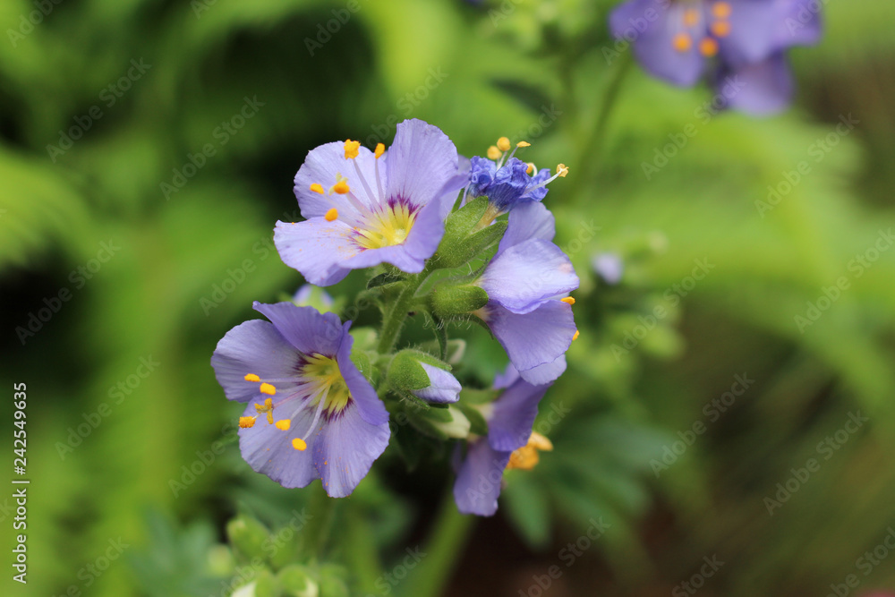 Lavendar dreamy Jacob's Ladder Flower Against Green Foliage Lavendar dreamy Jacob's Ladder Flower Against Green Foliage