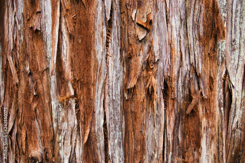 Giant Redwood Tree Texture, Background