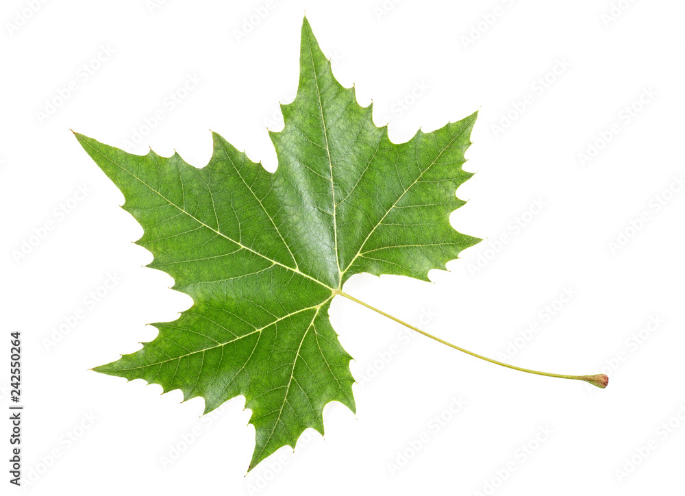 Green maple leaf isolated on white background Green maple leaf isolated on white background