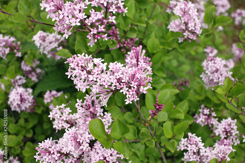 Syringa meyeri Palibin (Korean lilac) #242551018