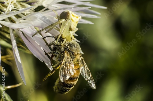 Spider Crab Spider of Flowers Thomisidae infraorder Araneomorphae Macro Photography Close-up photo