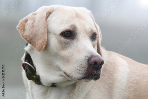 Close-up of a dog (Labrador retriever) in winter with camouflage collar.