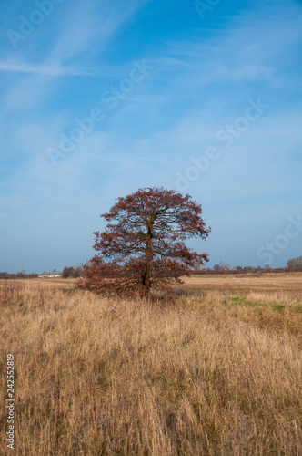 Lonely tree