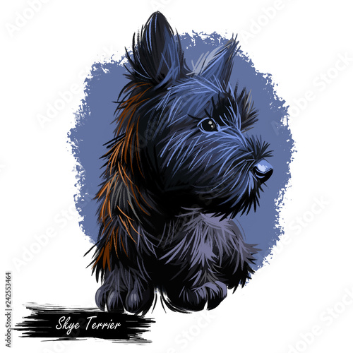 Skye Terrier lap dog tiny pet of small size digital art. Puppy looking in distance breeding domestic animal closeup watercolor portrait photo