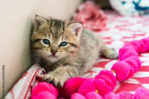 Obraz na plátně Striped tiger kitten on the blanket, 3 weeks cute small kitty with blue eyes
