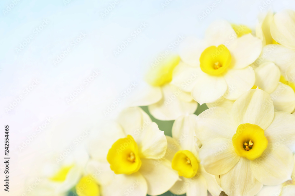 Spring blossoming yellow daffodils, springtime blooming narcissus (jonquil) flowers