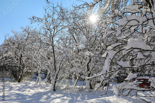 Winter morning beautiful snow covered trees in the garden of Nea Erythrea, Athens, Greece, 8th of January 2019. photo