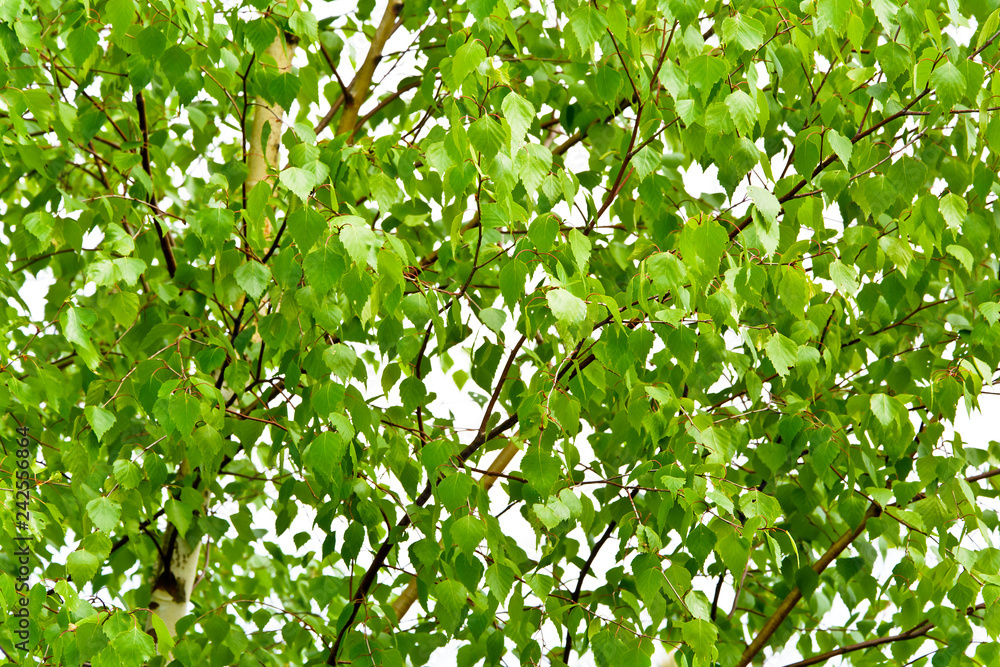 Naklejka premium Fresh green leaves of birch tree on a sunny summer day. Background. Texture.